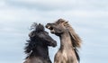 Two Koik horse stallions fighting Royalty Free Stock Photo