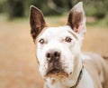 Head portrait of a white and tan pit bull dog Royalty Free Stock Photo