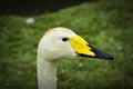 Whooper Swan portrait. Royalty Free Stock Photo