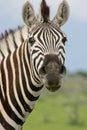 Head on portrait of wild Burchell`s Zebra Equus quagga burchellii staring at camera Etosha National Park, Namibia Royalty Free Stock Photo