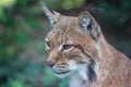 Head portrait of wild Eurasian lynx Lynx lynx