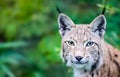 Lynx. Head portrait of wild Eurasian lynx cat curious staring straight into the camera.