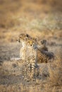 Vertical portrait of a young cheetah sitting and looking straight at the camera in Ndutu in Tanzania Royalty Free Stock Photo