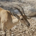 Head Portrait of a Young Female Nubian Ibex