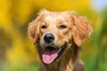 Head portrait of a young golden retriever Royalty Free Stock Photo