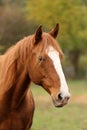 Head portrait of a young thoroughbred stallion on ranch autumnal weather Royalty Free Stock Photo