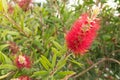 Head Powder Puff flower in garden closeup macro colorfull Royalty Free Stock Photo