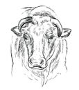 Head of powerful bull hand drawing illustration