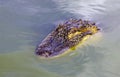 Head of predatory reptile crocodile on the surface of the water