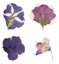 Head pressed dried flowers isolated