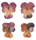 Head pressed dried violet flowers isolated