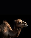 head profile closeup of camel isolated on black background with copyspace area Royalty Free Stock Photo