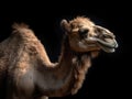 head profile closeup of camel isolated on black background with copyspace area Royalty Free Stock Photo