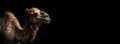 head profile closeup of camel isolated on black background with copyspace area Royalty Free Stock Photo