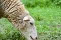 Head in profile of grazing sheep closeup on a background of green pastures