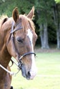 Vertical composition mare horse portrait with bit and bridle Royalty Free Stock Photo