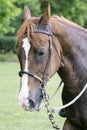 Vertical composition mare horse portrait with bit and bridle Royalty Free Stock Photo