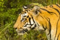 Head Profile of Wild Bengal Tiger
