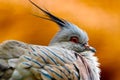 Head of a puffed crested pigeon in profile view