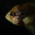 Head of pumpkinseed sunfish (Lepomis gibbosus) Royalty Free Stock Photo