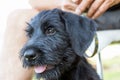 The head of the puppy of Giant Black Schnauzer dog closeup
