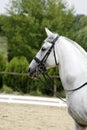 Head of a purebred grey dressage horse outdoors against green na Royalty Free Stock Photo