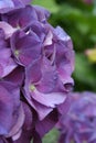 Head of purple hydrangea