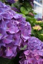 Head of purple hydrangea with windows in the background Royalty Free Stock Photo