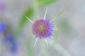 Head of purple thistle plant Royalty Free Stock Photo