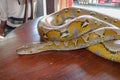 Head python yellow pattern on a table edge. Close up of snake skin texture use for background. Portrait of a Albino reticulated Royalty Free Stock Photo