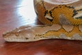 Head python yellow pattern on a table edge. Close up of snake skin texture use for background. Portrait of a Albino reticulated Royalty Free Stock Photo