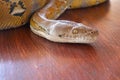 Head python yellow pattern on a table edge. Close up of snake skin texture use for background. Portrait of a Albino reticulated Royalty Free Stock Photo