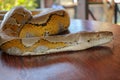 Head python yellow pattern on a table edge. Close up of snake skin texture use for background. Portrait of a Albino reticulated Royalty Free Stock Photo