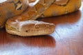 Head python yellow pattern on a table edge. Close up of snake skin texture use for background. Portrait of a Albino reticulated Royalty Free Stock Photo