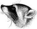 Head of raccoon