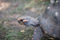 Head of a radiated tortoises , Astrochelys radiata. Critically endangered tortoise species, endemic to Madagascar Royalty Free Stock Photo