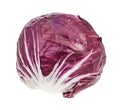 Head of Radicchio Italian leaf chicory isolated