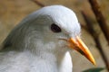 Head of a rare kagu in profile view