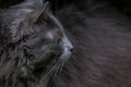 Head of the rare Nebelung cat looking to the left Royalty Free Stock Photo