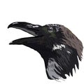 The head of a raven vector graphics the isolated image