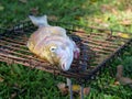Head of a raw shad, elf or tailor fish - Pomatomus saltatrix - cleaned and on a grid ready to be barbecued on a fire Royalty Free Stock Photo