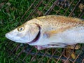 Head of a raw shad, elf or tailor fish - Pomatomus saltatrix - cleaned and on a grid ready to be barbecued on a fire Royalty Free Stock Photo