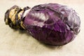 Head Red cabbage Royalty Free Stock Photo