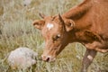 Head of red cow. Farm animal