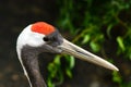 Head of a red crowned crane