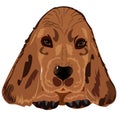 Head of the red dog breed Spaniel