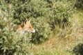 Head of red fox coming out of the bushes Royalty Free Stock Photo