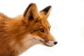 Head of Red Fox Isolated on White Royalty Free Stock Photo