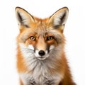 Head of a red fox isolated on white created with Generative AI. Wild predator with orange white fur.