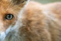 Head of a red fox Vulpes vulpes. Close up Royalty Free Stock Photo